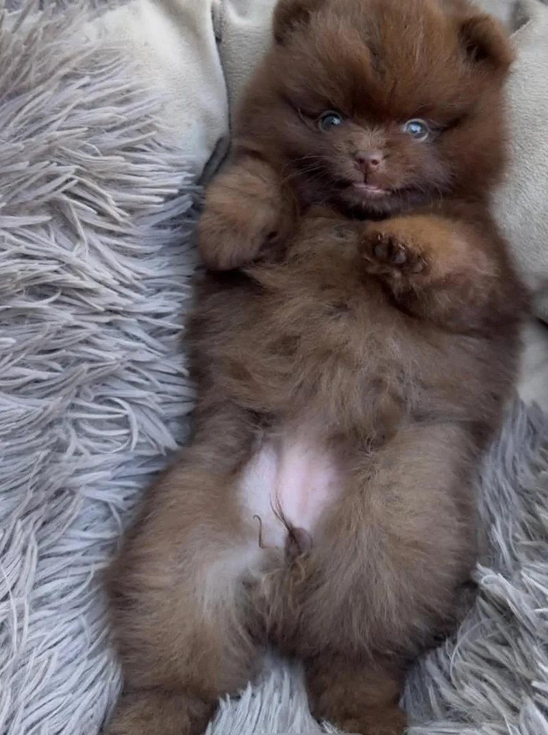 A young small-sized male Pomeranian dog named Various for adoption in Houston, TX