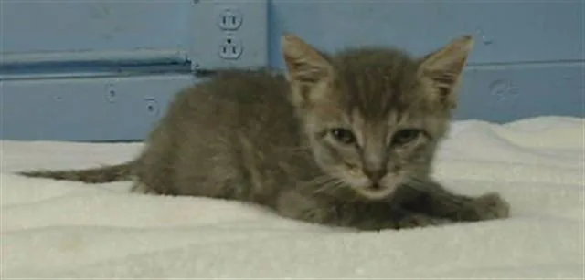 A baby medium-sized male Domestic Short Hair cat named Da Baby for adoption in Gardena, CA