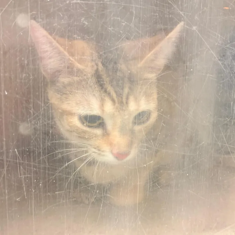 A young medium-sized female Buff / Tan / Fawn Domestic Short Hair cat named Caramella for adoption in Philadelphia, PA