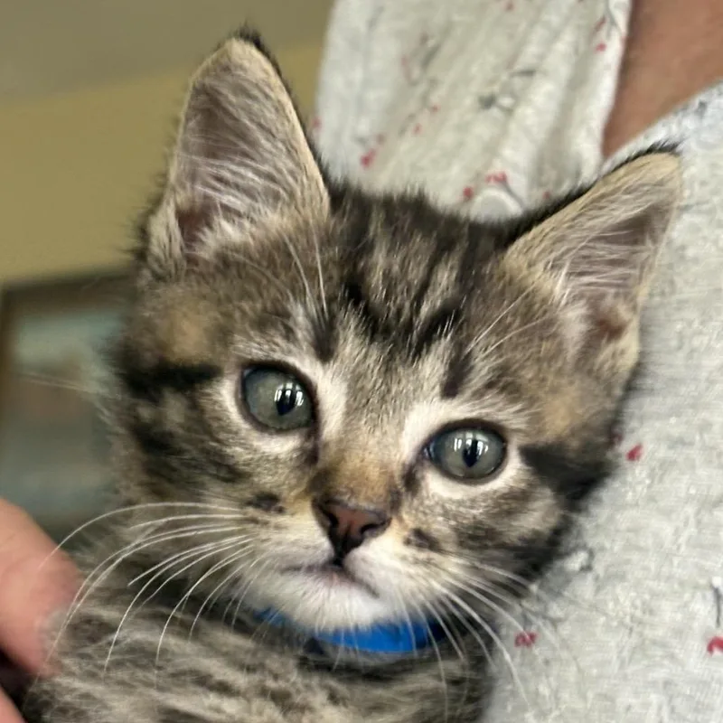 A baby small-sized male Brown / Chocolate Domestic Short Hair cat named Stimpy for adoption in Grantsville, UT