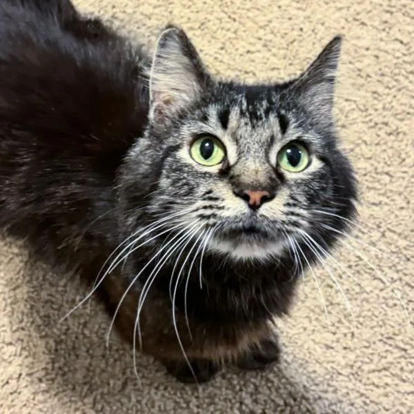 A senior small-sized female Domestic Short Hair cat named Granny Smith for adoption in Des Moines, IA