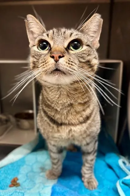 A young medium-sized female Domestic Short Hair cat named Popsy for adoption in York, SC
