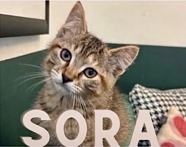 A baby medium-sized female Tabby (Buff / Tan / Fawn) Domestic Short Hair cat named Sora for adoption in Allegan, MI