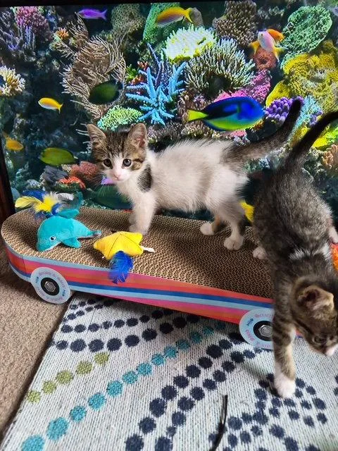 A young medium-sized female Domestic Medium Hair cat named C Litter Hannah for adoption in Livonia, MI
