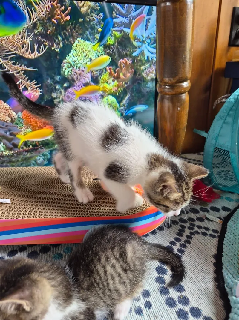 C Litter Hannah thumbnail 2
