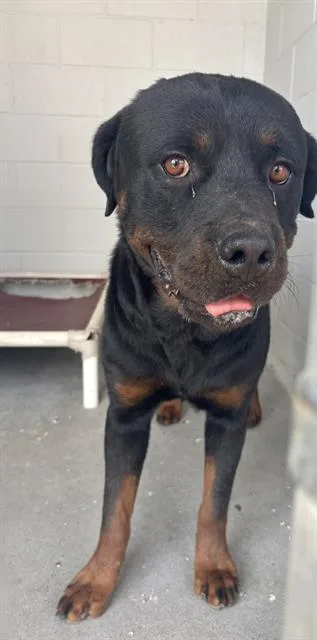 A young extra large-sized male Rottweiler dog named Oso for adoption in Rosenberg, TX