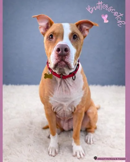 Butterscotch thumbnail 2