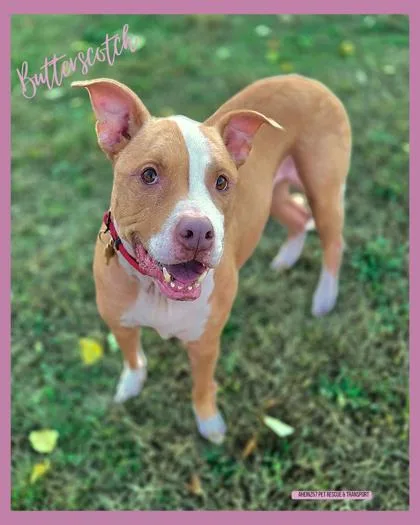 Butterscotch thumbnail 3