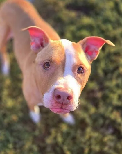 Butterscotch thumbnail 4