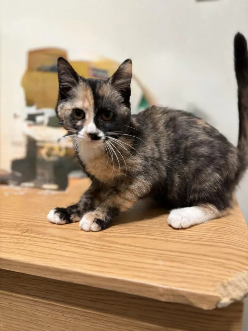 A baby small-sized female Domestic Short Hair cat named Susan for adoption in Olivehurst, CA