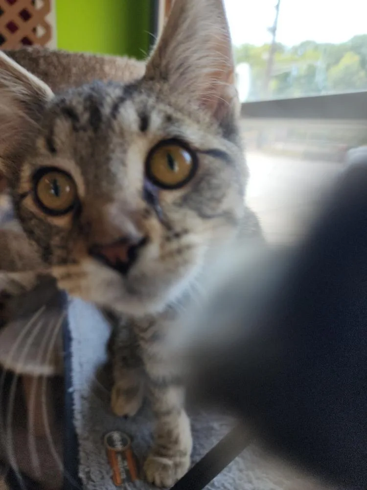An adult medium-sized male Domestic Short Hair cat named DeWalt for adoption in Evansville, IN