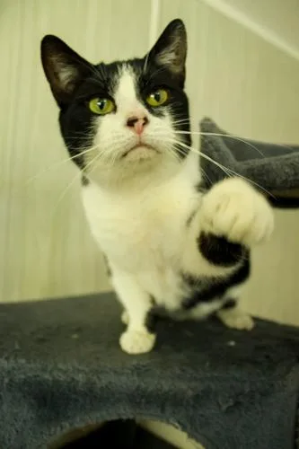 An adult medium-sized female Domestic Short Hair cat named Star for adoption in Ona, WV