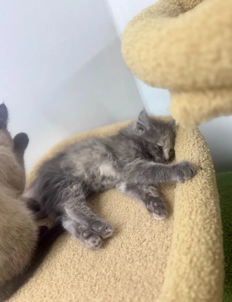 A baby medium-sized female Dilute Tortoiseshell Domestic Long Hair cat named Gertie for adoption in Cincinnati, OH