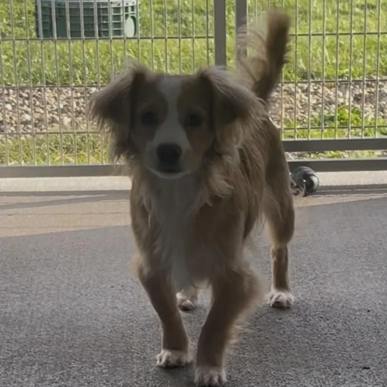 A baby small-sized male Chihuahua dog named Sully for adoption in New Philadelphia, OH