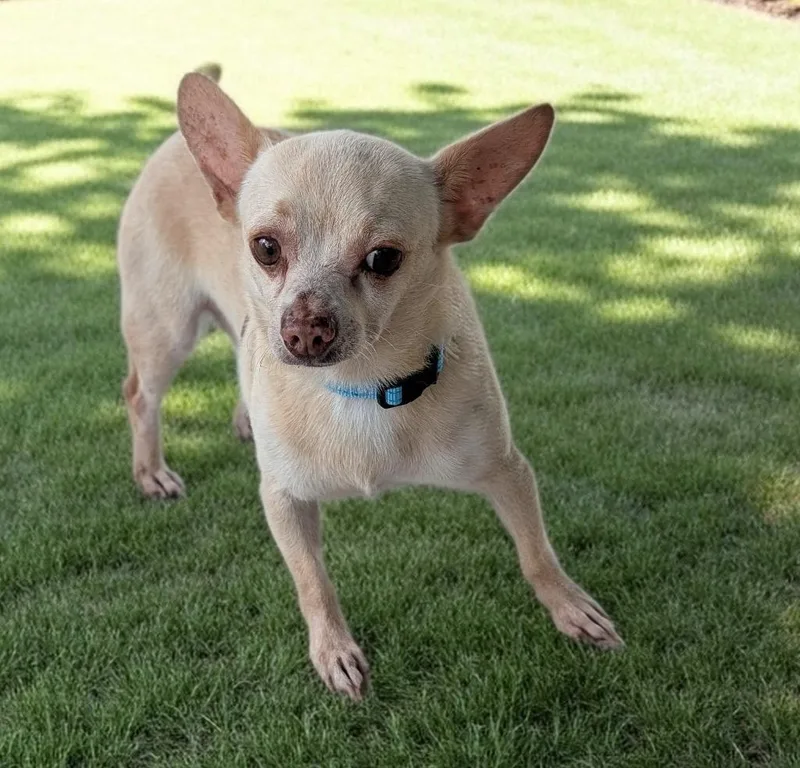 An adult small-sized male Chihuahua dog named PattonSweet Mature Guy! for adoption in Fort Myers, FL