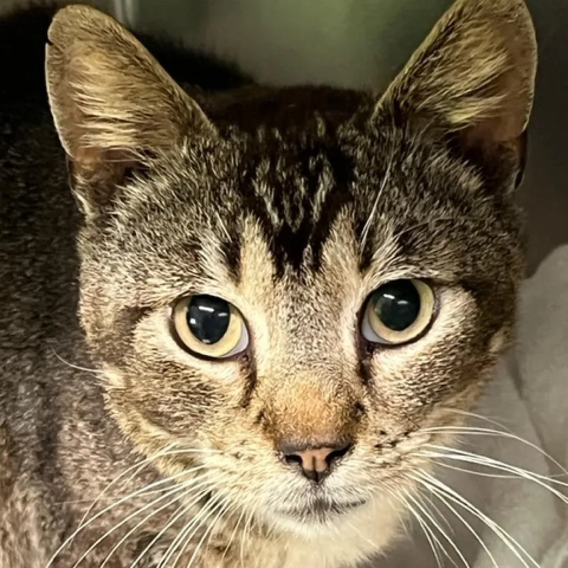 An adult large-sized male Domestic Short Hair cat named Waylon for adoption in Cumming, GA
