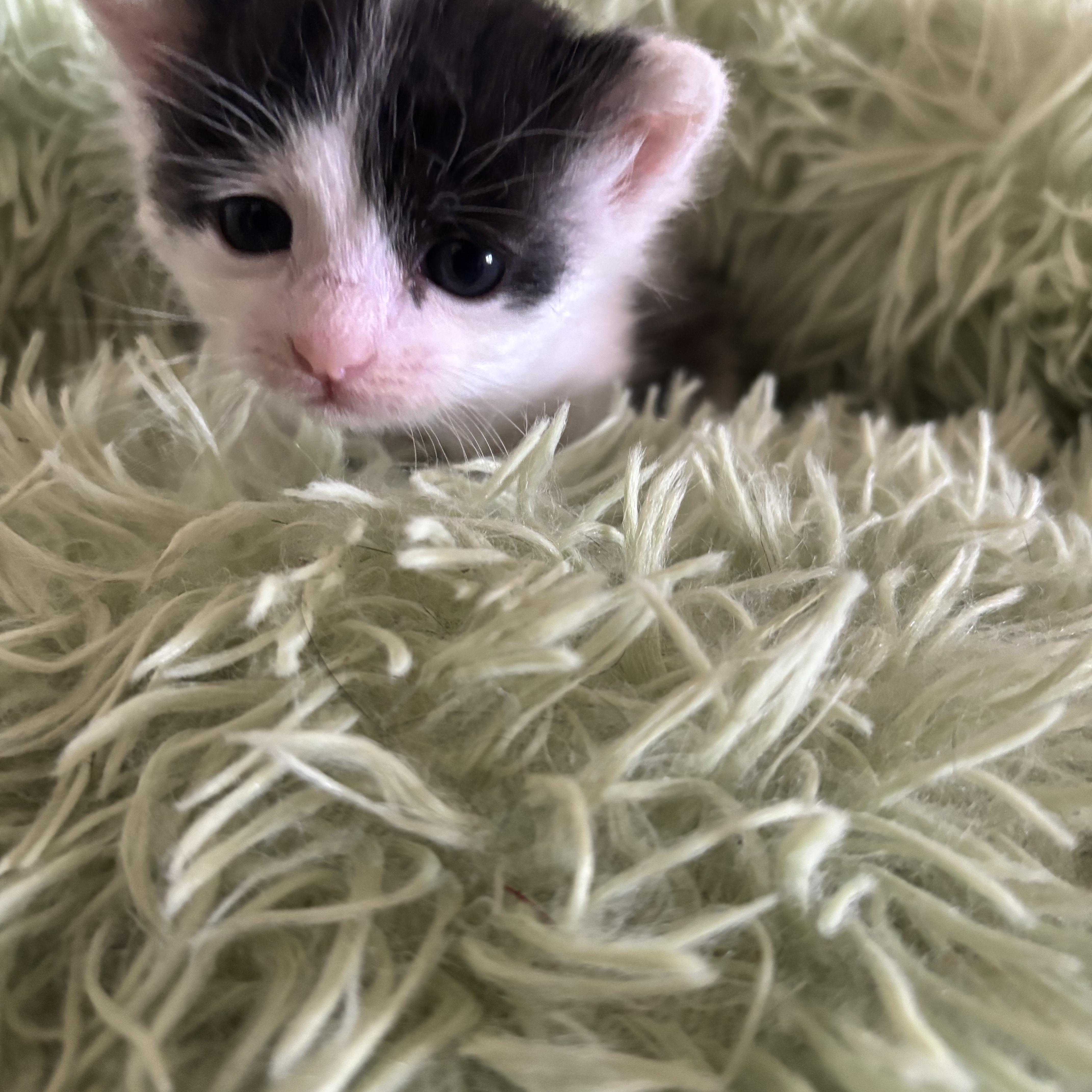 Thumbelina thumbnail 3