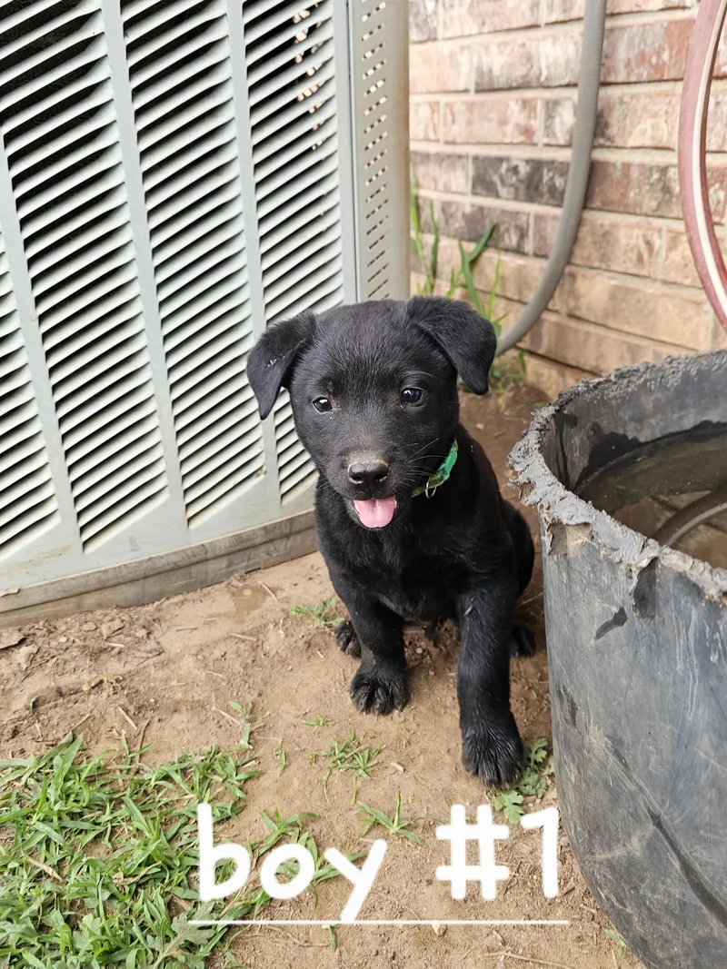 A baby medium-sized male Black Australian Cattle Dog / Blue Heeler dog named Ash for adoption in Cleveland, OK