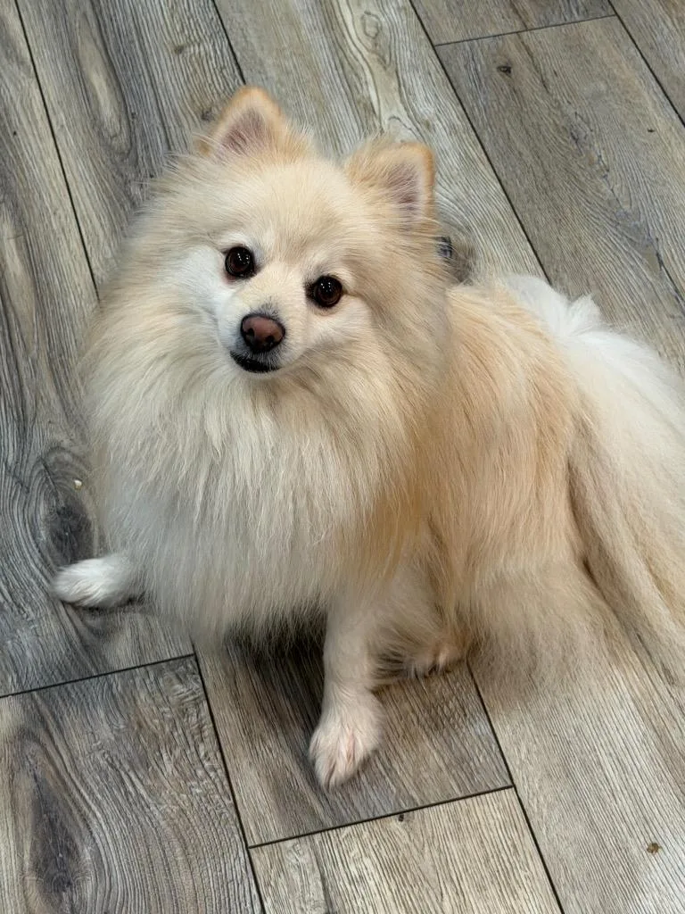 Chewy $