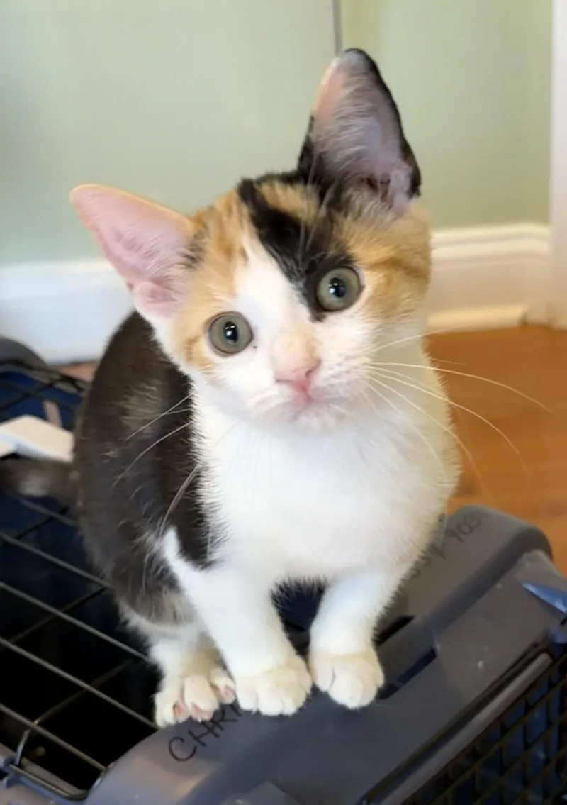 A baby medium-sized female Domestic Short Hair cat named Reddit for adoption in Trenton, NJ