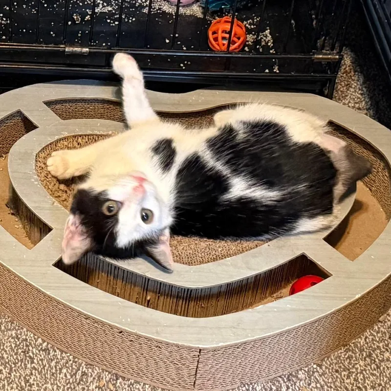 A baby small-sized female Domestic Short Hair cat named Notailya for adoption in Woodstock, GA