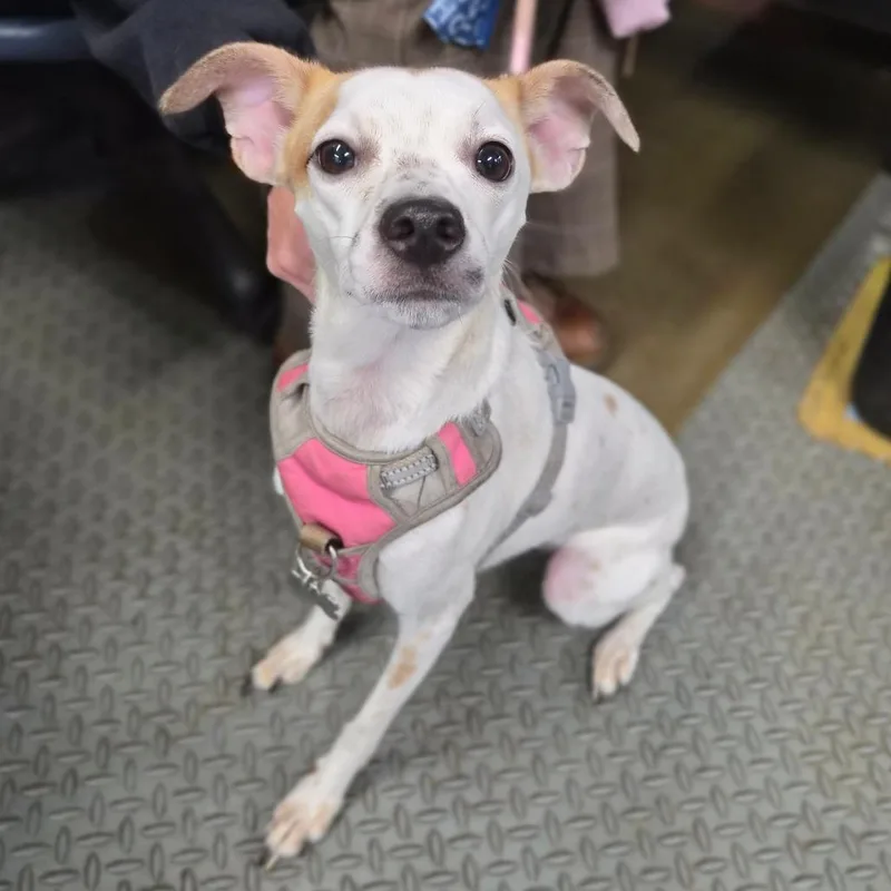 An adult small-sized female White / Cream Rat Terrier dog named Kyana for adoption in Wahiawa, HI