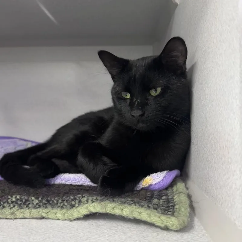 An adult large-sized male Black Domestic Short Hair cat named Cobra for adoption in Mount Vernon, IN
