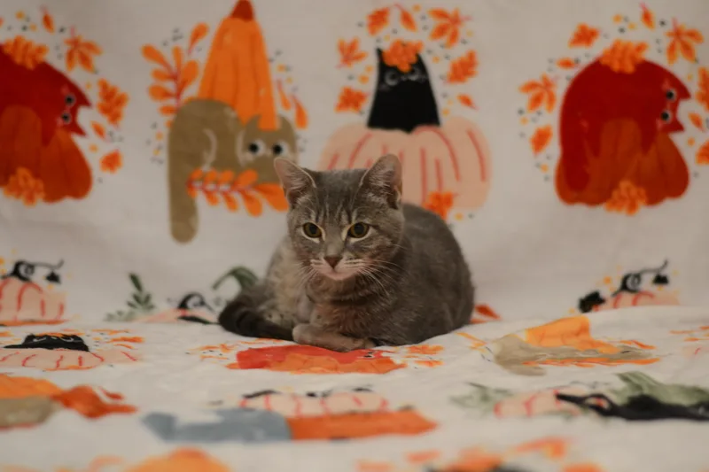 A baby medium-sized female Domestic Short Hair cat named Riolu for adoption in Manchester, MD