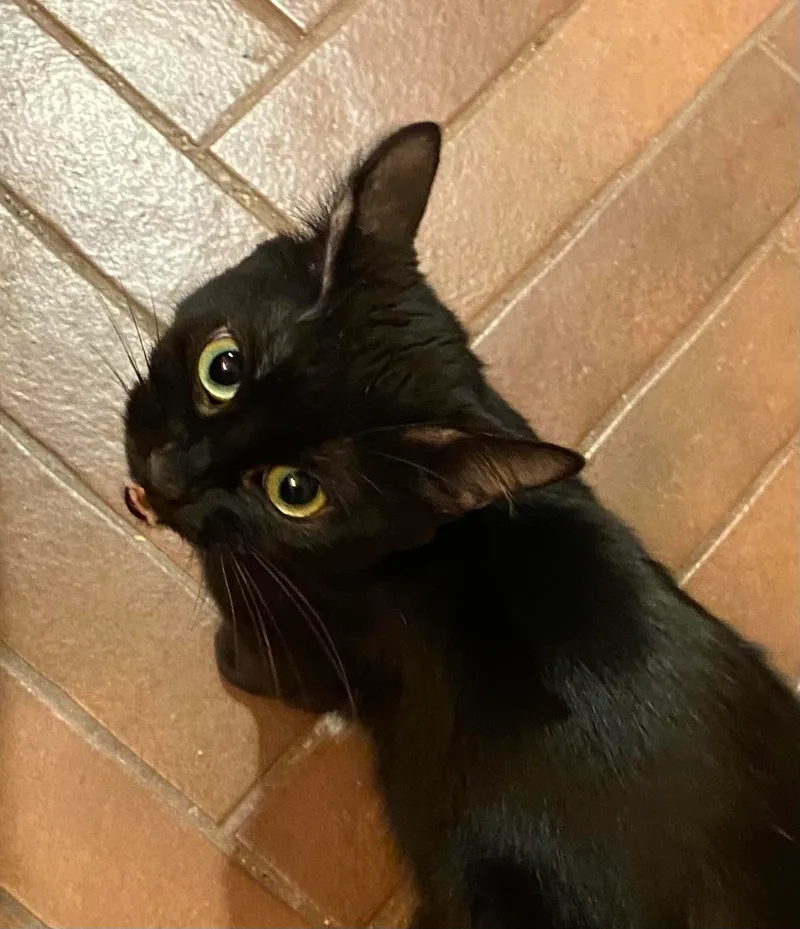An adult medium-sized female Black Domestic Short Hair cat named Violet for adoption in Omaha, NE
