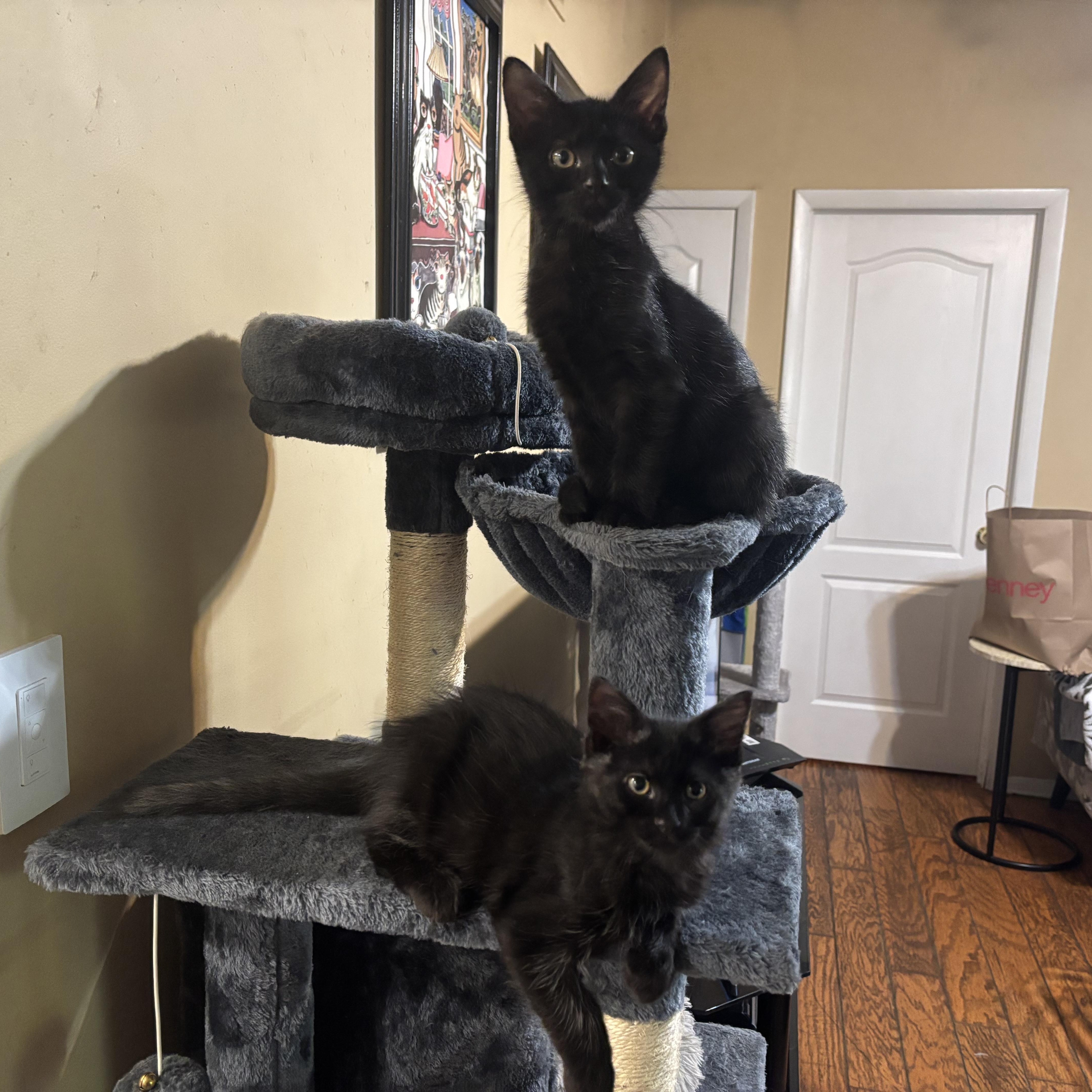 A baby medium-sized male Black Domestic Short Hair cat named Pepper and Roni for adoption in Albany, NY