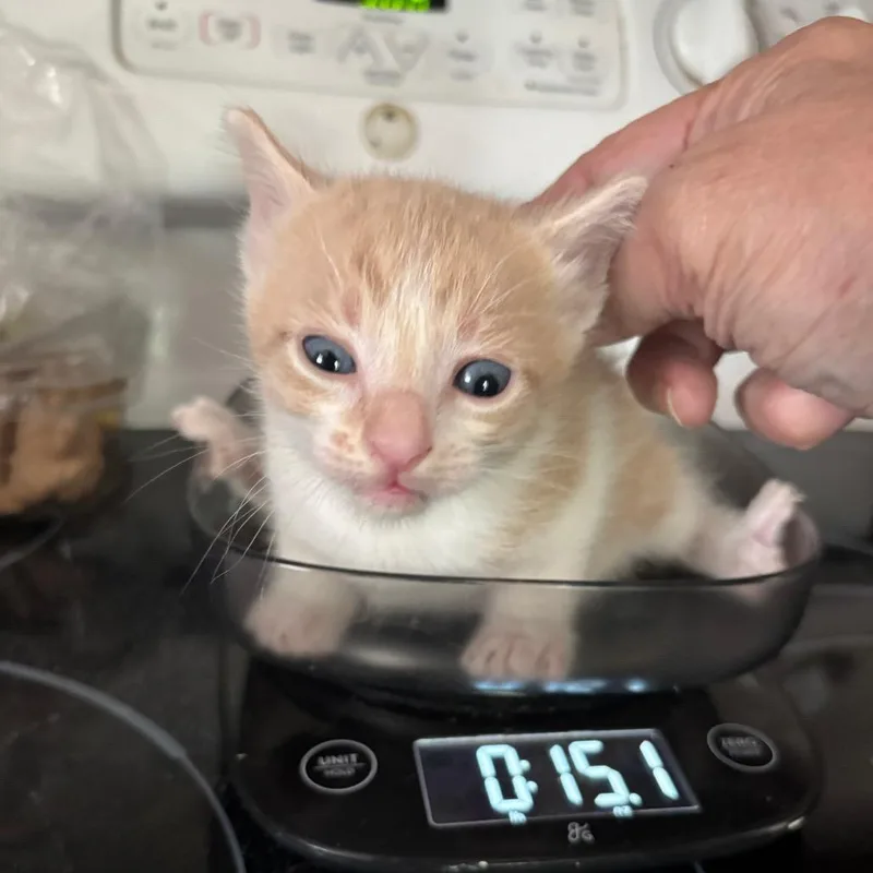 A baby small-sized male Buff / Tan / Fawn Domestic Short Hair cat named Rhum Rhum Bacardi GHA_ for adoption in Columbia, MO