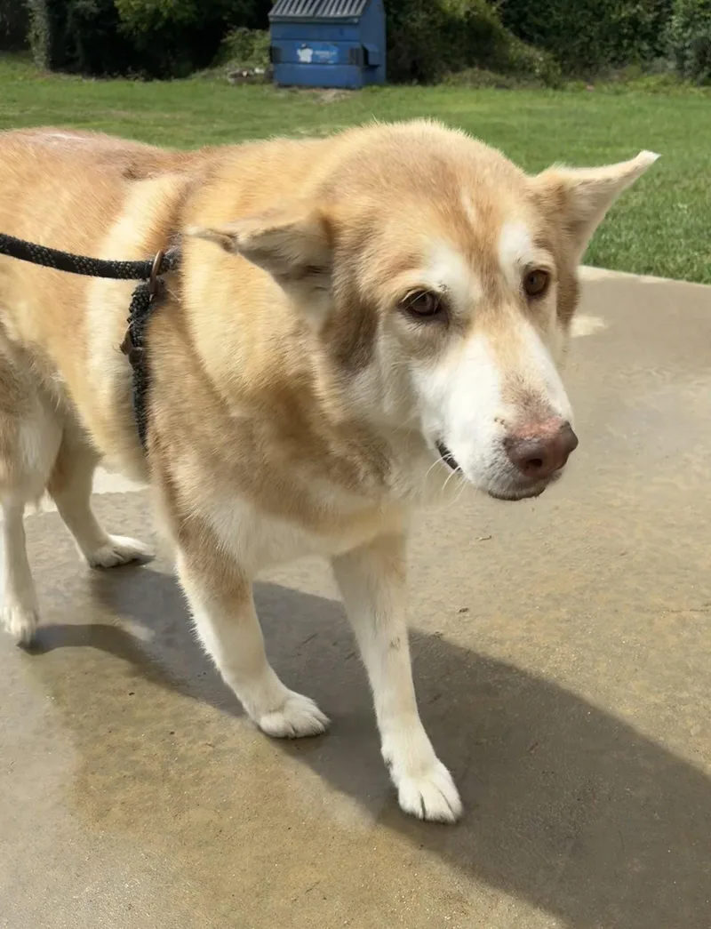 An adult extra large-sized male Husky dog named Wolfie for adoption in Tarrytown, GA