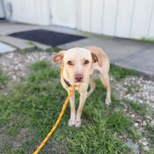 Googoose thumbnail 2