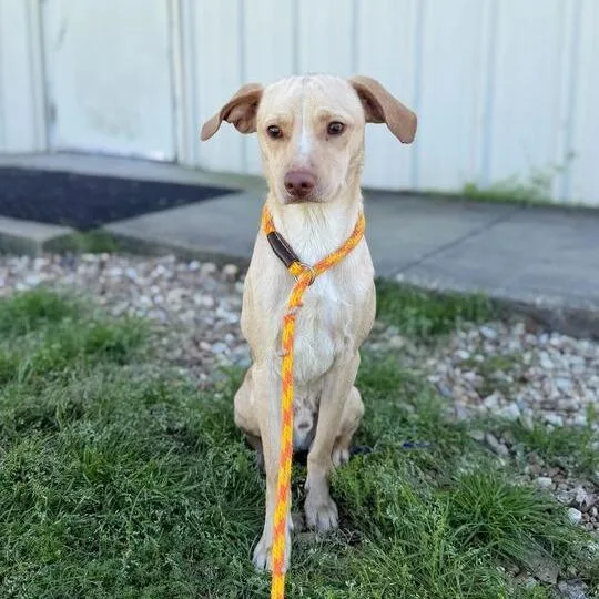 Googoose thumbnail 3