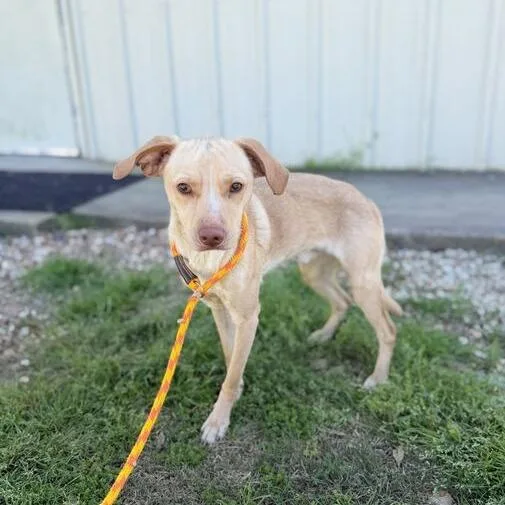 Googoose thumbnail 4