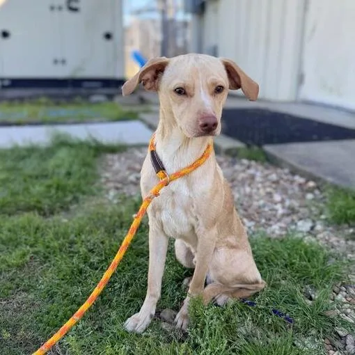 Googoose thumbnail 5