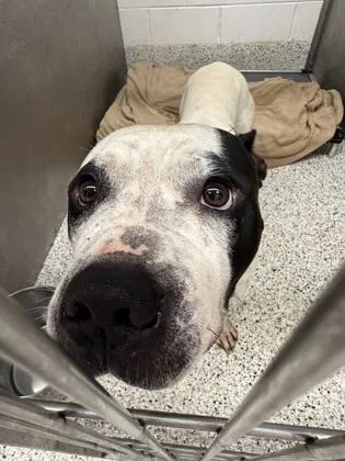 An adult large-sized male Mixed Breed dog named Buck for adoption in Atlanta, GA