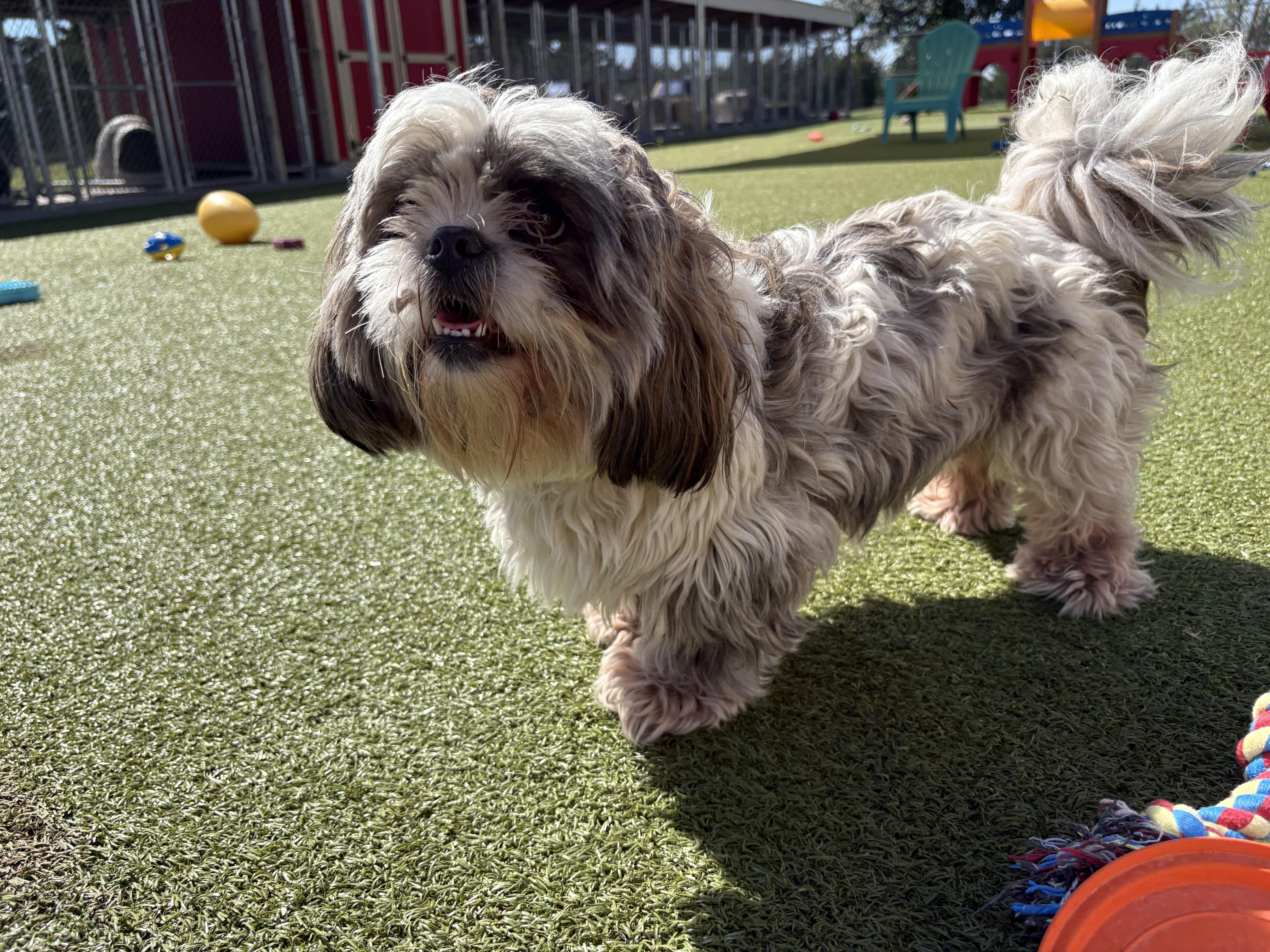 An adult small-sized male White / Cream Shih Tzu dog named Oliver for adoption in Hays, KS
