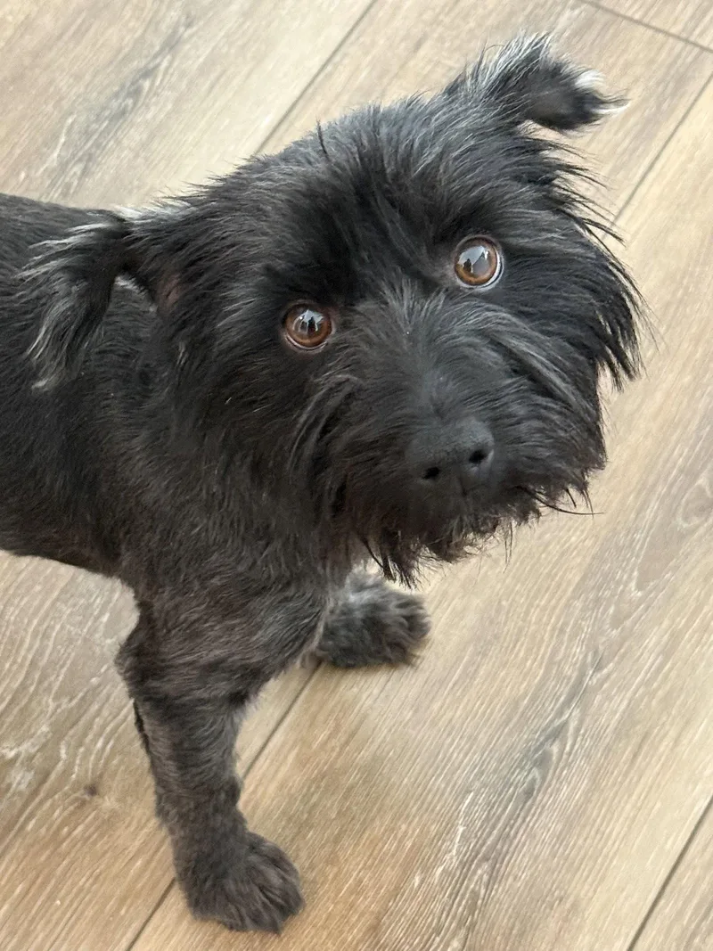 An adult small-sized female Terrier dog named Cora for adoption in Omaha, NE