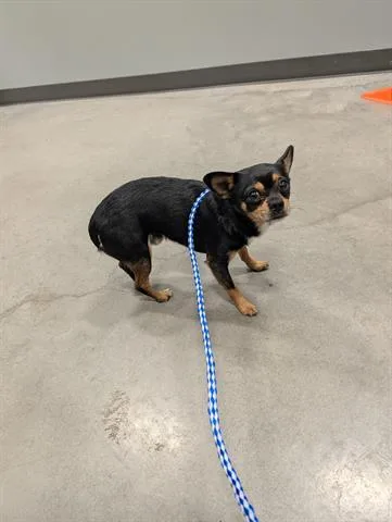 An adult small-sized male Chihuahua dog named A for adoption in San Martin, CA