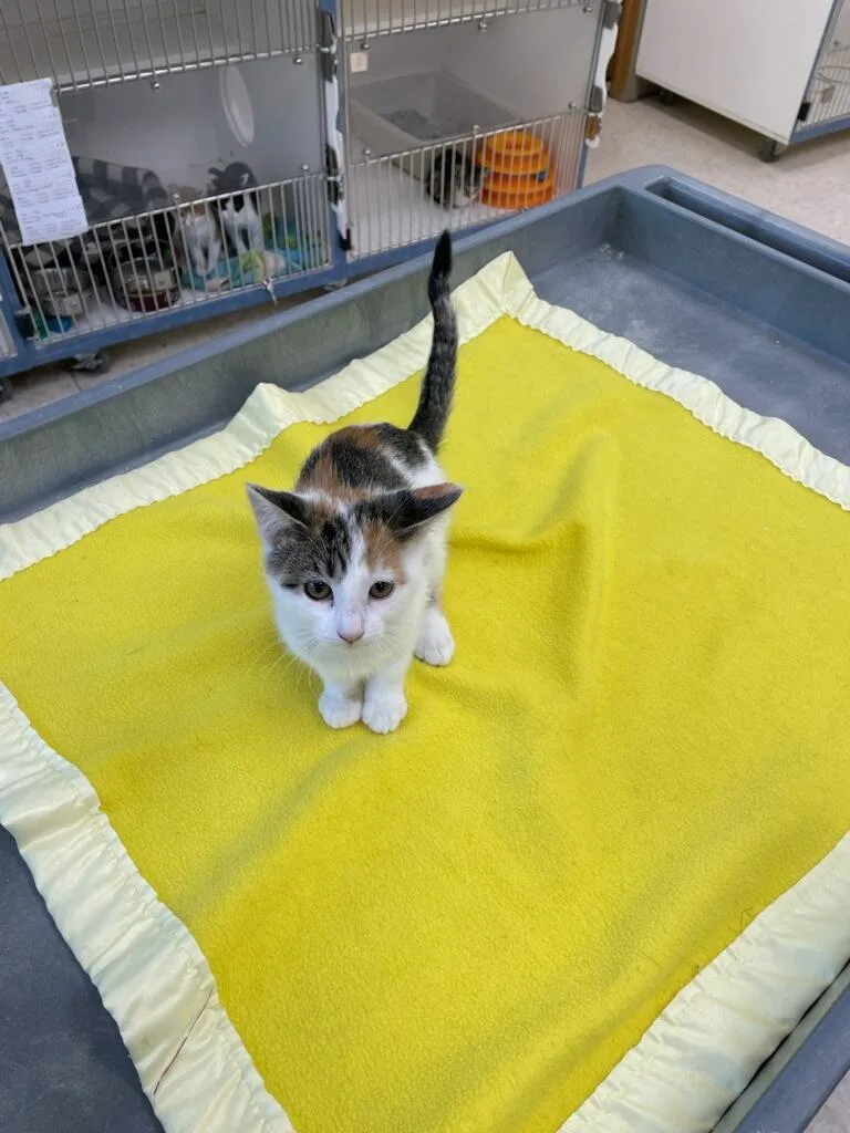 A baby small-sized female Calico Domestic Short Hair cat named Coral for adoption in Neillsville, WI