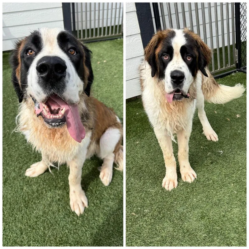A young extra large-sized male Saint Bernard dog named El Toro for adoption in Zionsville, IN