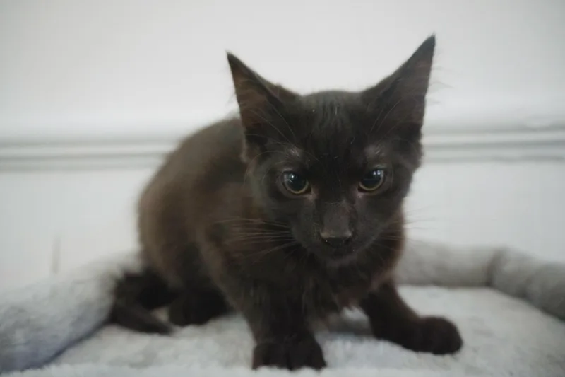 Prince of Darkness