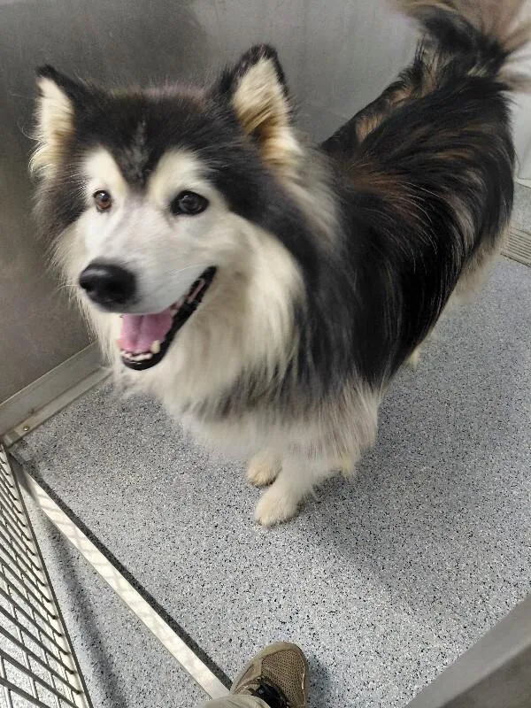 An adult large-sized female Black Alaskan Malamute dog named Brianne for adoption in bellefontaine, OH