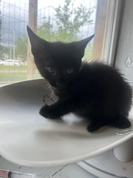 A baby small-sized female Domestic Short Hair cat named Mira for adoption in Cleveland, TN