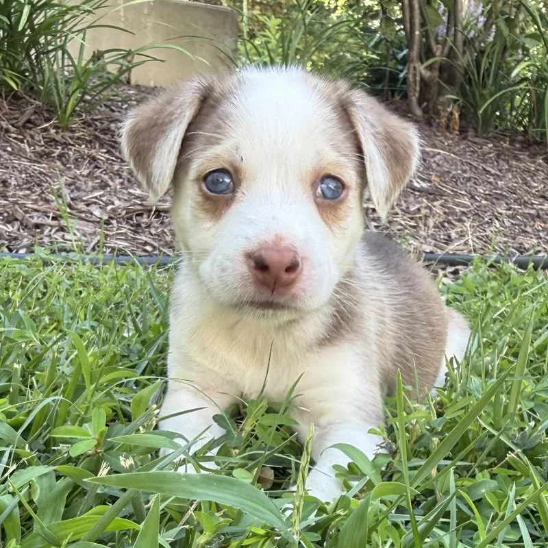 A baby medium-sized female Yellow / Tan / Blond / Fawn Mixed Breed dog named Holly for adoption in Fairfax, VA