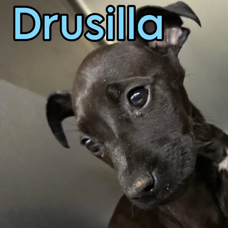 Drusilla thumbnail 2