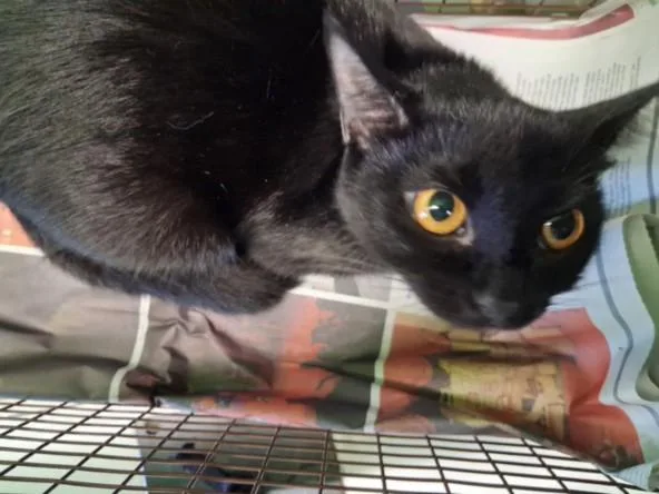 A young large-sized female Domestic Short Hair cat named Sombra for adoption in Los Angeles, CA