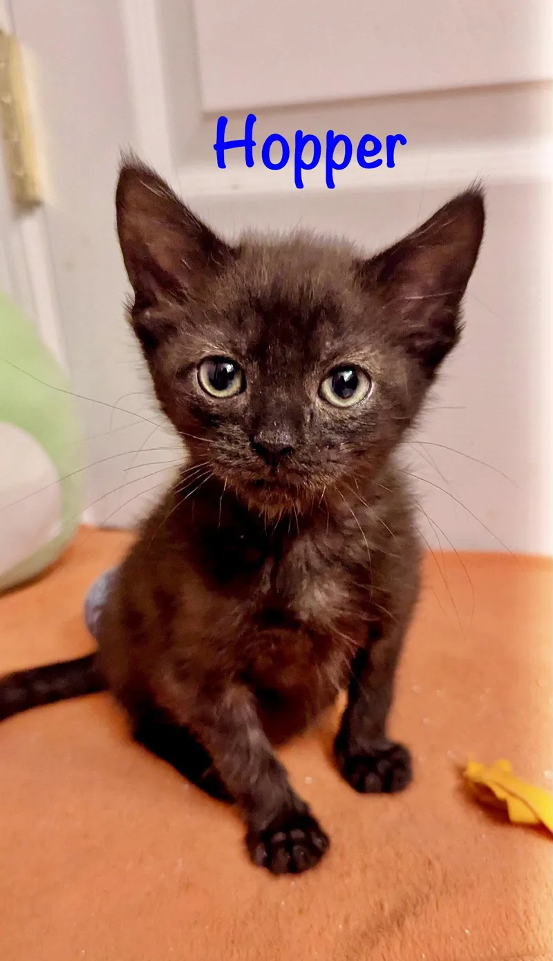 A baby medium-sized male Black Domestic Medium Hair cat named Hopper for adoption in Reston, VA