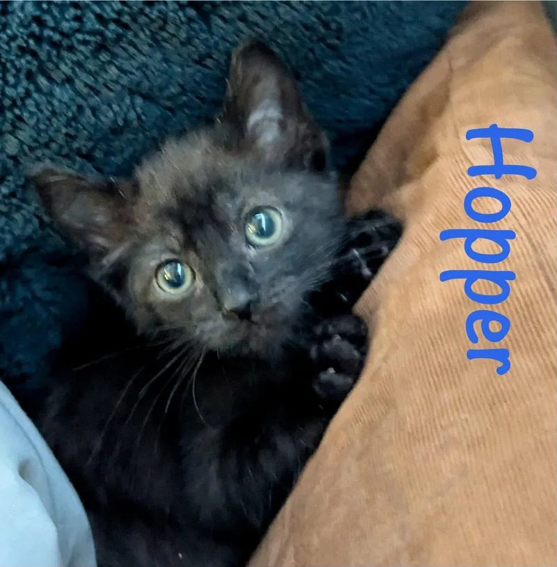 Hopper thumbnail 3